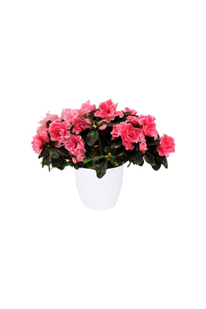 Rhododendron Simsii Azalea plant with vibrant pink flowers in decorative pot.