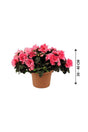Rhododendron Simsii-Azaleas - Plantsworld.ae - {{ varient.name }}