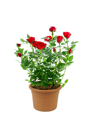 Rose - Indoor Flowering Plant
