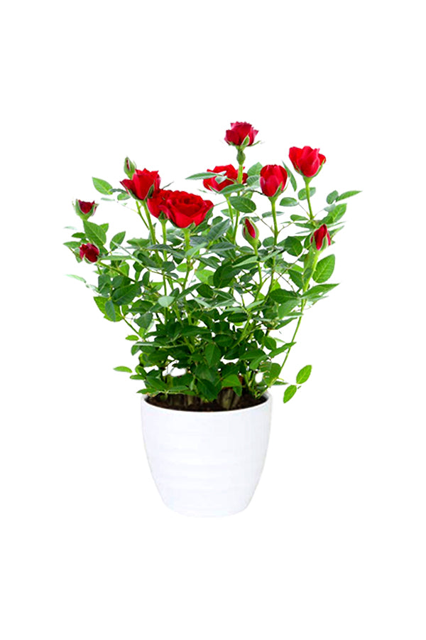 Red rose outlet plant