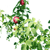 Rose Outdoor - Rose Outdoor - Plantsworld.ae