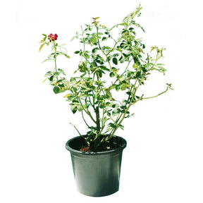 Rose Outdoor - Rose Outdoor - Plantsworld.ae