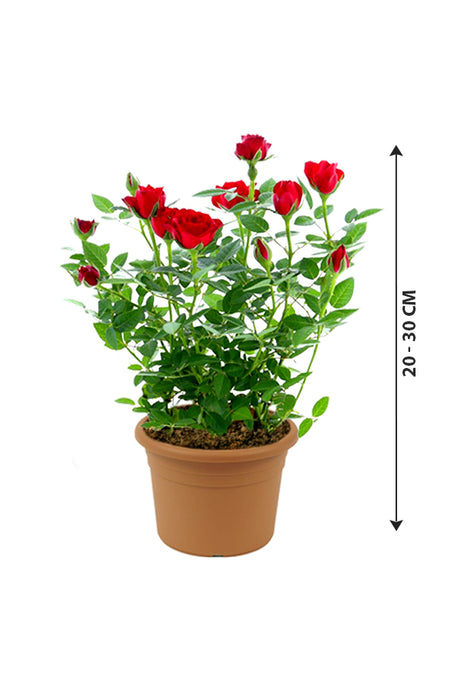 Rose - Indoor Flowering Plant