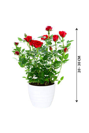 Rose - Indoor Flowering Plant