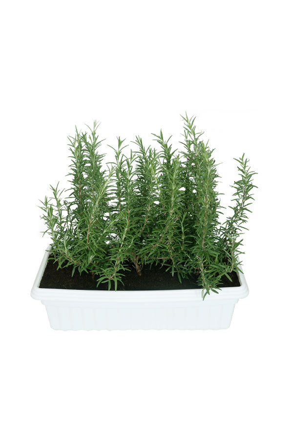 Rose Mary-Salvia Rosemarinus-In Rectangular Pot