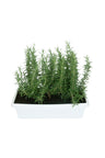 Rosemary - Salvia Rosemarinus in Rectangular Pot with Lush Green Foliage