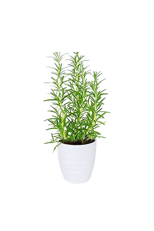 Titanium Combo Package-Health Club