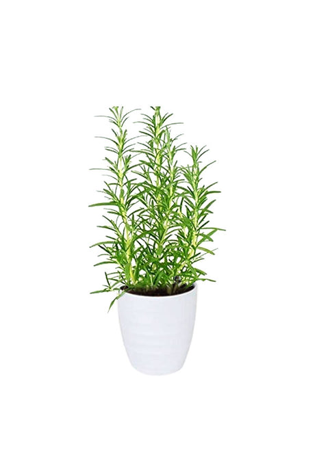 Titanium Combo - Saloon & Spa Package - Plantsworld.ae