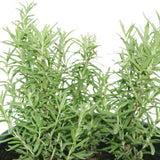 Rosemary-Salvia Rosmarinus - Rosemary-Salvia Rosmarinus - Plantsworld.ae