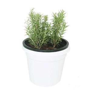 Rosemary - Salvia Rosmarinus Shrub Plant with Lush Green Foliage