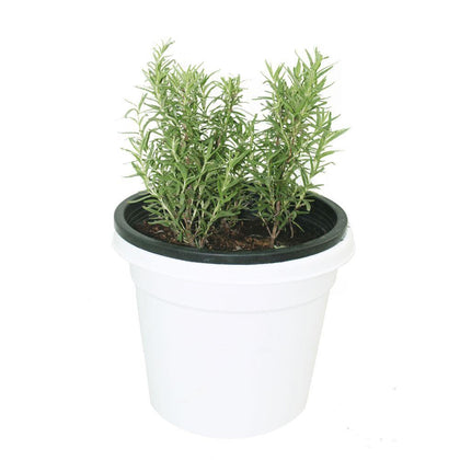 Rosemary-Salvia Rosmarinus - Rosemary-Salvia Rosmarinus - Plantsworld.ae