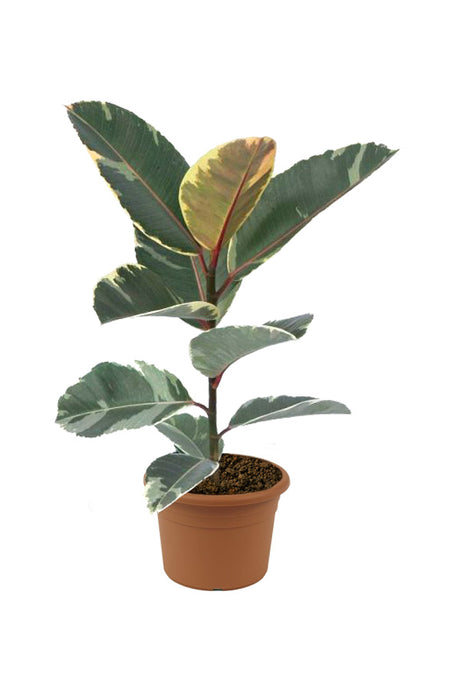 Rubber Plant (Variegated) - Ficus Elastica - Indoor Tall Plant