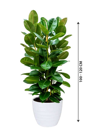Rubber Plant Robusta - Ficus Elastica