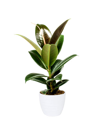 Rubber Plant Robusta (Ficus Elastica) with large glossy green leaves in a modern indoor pot.
