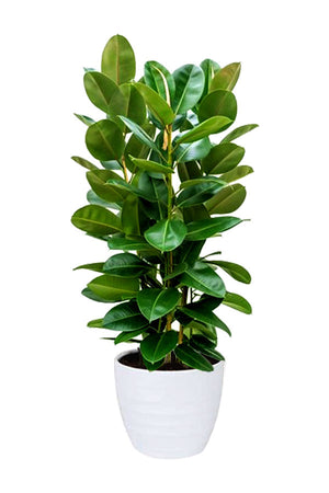 Rubber Plant Robusta with bottle green leaves in white ceramic pot