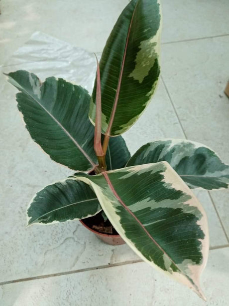 Rubber Plant - Variegated - Rubber Plant - Variegated - Plantsworld.ae