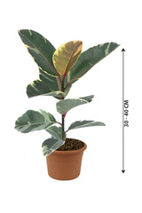 Gummipflanze (bunt) – Ficus Elastica – hohe Zimmerpflanze