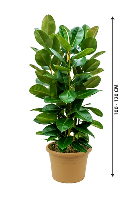 Gummipflanze Robusta - Ficus Elastica