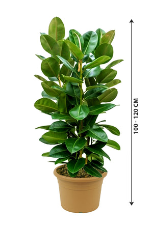 Rubber Plant Robusta - Ficus Elastica