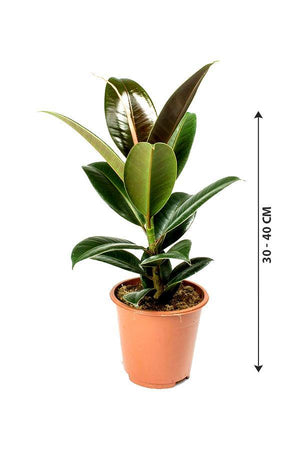 Rubber Plant Robusta- Ficus Elastica - Plantsworld.ae - {{ varient.name }}