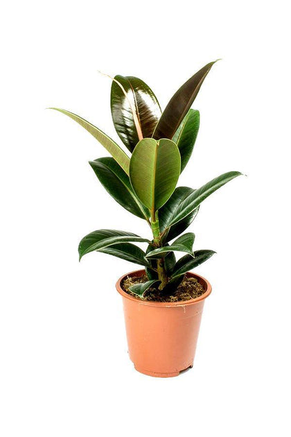 Rubber Plant Robusta- Ficus Elastica - Plantsworld.ae - {{ varient.name }}