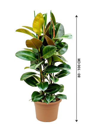 Rubber Plant Robusta - Ficus Elastica