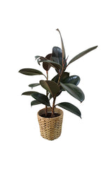 Rubber Plant Robusta- Ficus Elastica In Cane Pot