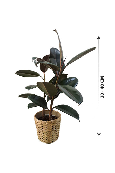 Gummipflanze Robusta – Ficus Elastica im Rohrtopf