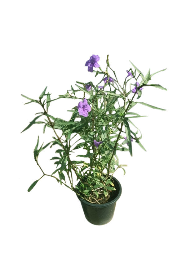 Ruellia Bushy - Ruellia Humilis - Blühende Pflanze im Freien