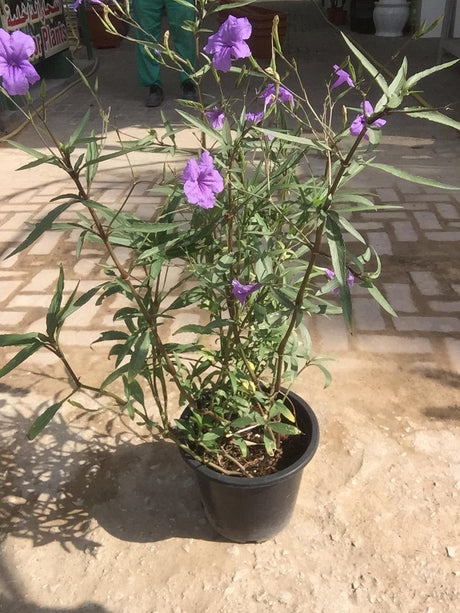 Ruellia Bushy-Ruellia - Ruellia Bushy-Ruellia - Plantsworld.ae