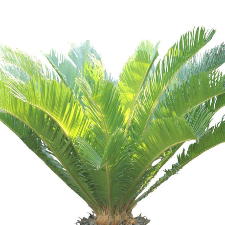 Sago Palm  - Cycas Revoluta - Sago Palm  - Cycas Revoluta - Plantsworld.ae