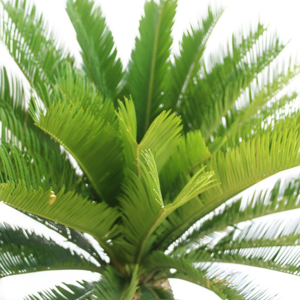 Sago Palm  - Cycas Revoluta - Sago Palm  - Cycas Revoluta - Plantsworld.ae