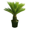 Sago Palm  - Cycas Revoluta - Sago Palm  - Cycas Revoluta - Plantsworld.ae