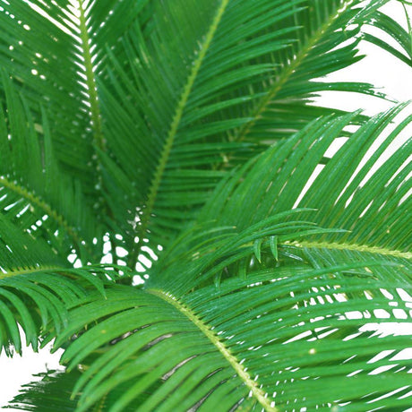 Sago Palm  - Cycas Revoluta - Sago Palm  - Cycas Revoluta - Plantsworld.ae