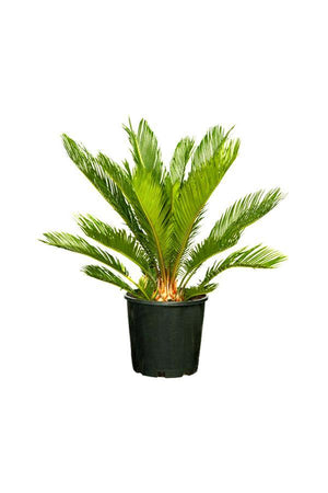 Sago Palm  - Cycas Revoluta - Sago Palm  - Cycas Revoluta - Plantsworld.ae