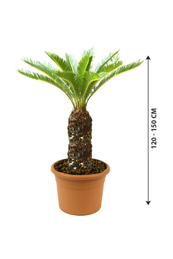 Sago Palm  - Cycas Revoluta- Indoor Palm Plant