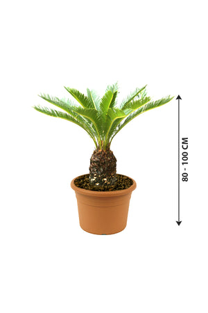 Sago Palm - Cycas Revoluta - Plantsworld.ae