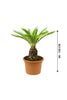 Sago Palm  - Cycas Revoluta- Indoor Palm Plant