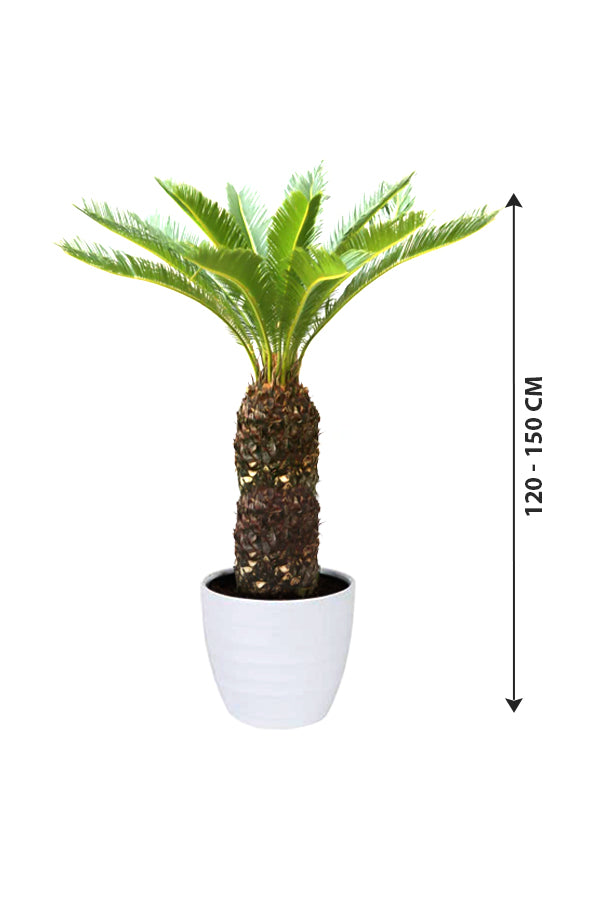 Sagopalme – Cycas Revoluta – Zimmerpalmenpflanze