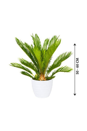 Sago Palm  - Cycas Revoluta - Sago Palm  - Cycas Revoluta - Plantsworld.ae