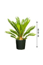 Sago Palm  - Cycas Revoluta - Sago Palm  - Cycas Revoluta - Plantsworld.ae
