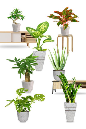 Silver Combo Saloon & Spa plant package (multi-plant indoor collection)
