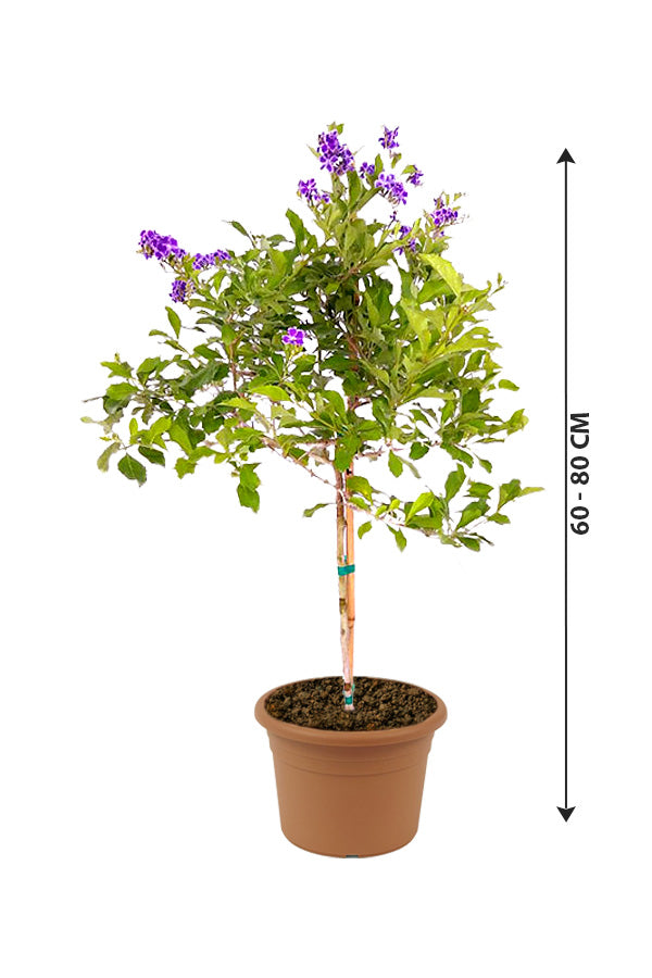 Saphirschauer – Duranta erecta – Blühende Pflanze im Freien