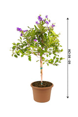 Sapphire Showers - Duranta Erecta - Outdoor Flowering Plant
