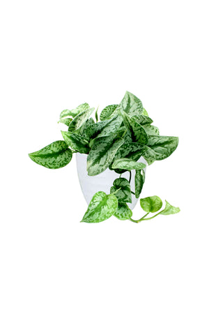Satin Pothos - Money Plant with variegated heart-shaped leaves in a  white ceramic pot, trailing vines.

