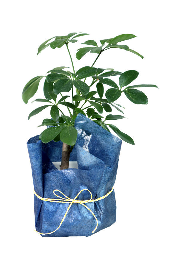 Schefflera Arboricola-Blue Wrapped Ceramic Pot