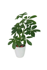 Schefflera arboricola - Araliaceae-Pflanzen - im Fasertopf