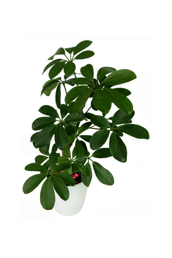 Schefflera Arboricola -Araliaceae Plants-In Fiber Pot