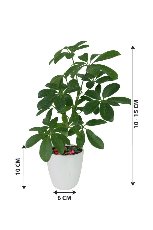Schefflera Arboricola -Araliaceae Plants-In Fiber Pot