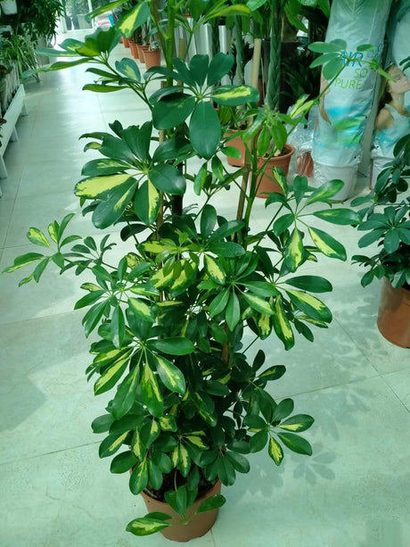 Schefflera Arboricola - Variegated - Schefflera Arboricola - Variegated - Plantsworld.ae